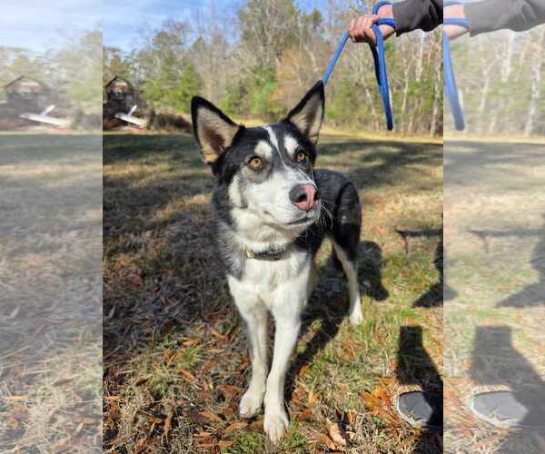 Medium Photo #7 Siberian Husky-Unknown Mix Puppy For Sale in Woodbury, NY, USA