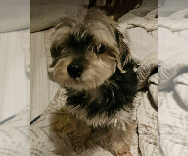 Medium Photo #2 Mutt Puppy For Sale in Cranston, RI, USA