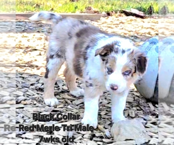 Medium Photo #6 Border Collie Puppy For Sale in BYBEE, TN, USA