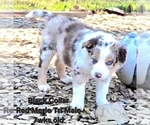 Small Photo #6 Border Collie Puppy For Sale in BYBEE, TN, USA