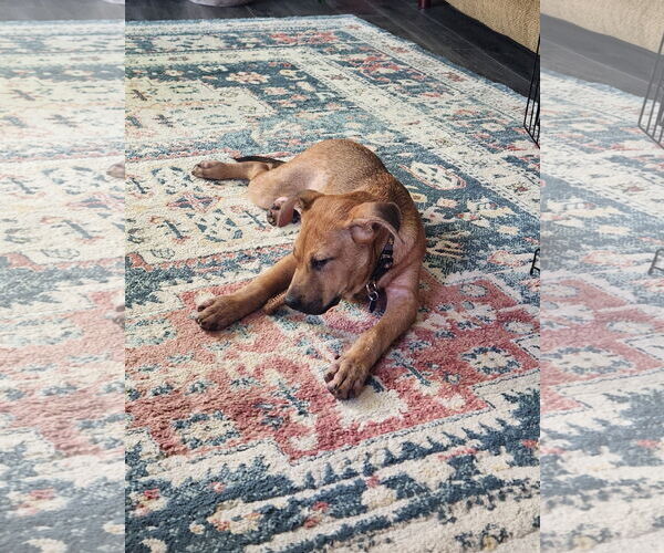 Medium Photo #3 Shepradors Puppy For Sale in Princeton, MN, USA