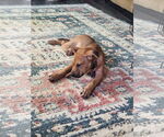Small #2 Shepradors