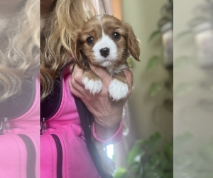 Cavalier King Charles Spaniel Puppy for sale in CENTURIA, WI, USA