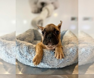 French Bulldog Puppy for sale in STUART, FL, USA