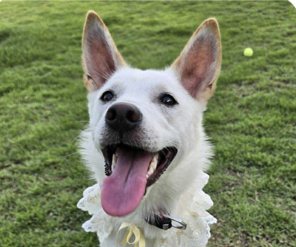 Medium Photo #1 Mutt Puppy For Sale in San Ramon, CA, USA