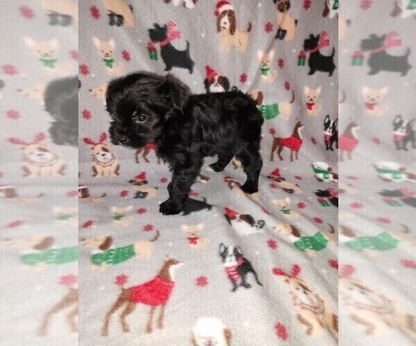 Medium Photo #28 YorkiePoo Puppy For Sale in LAPEER, MI, USA