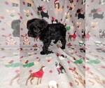 Small Photo #28 YorkiePoo Puppy For Sale in LAPEER, MI, USA