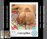 Small Photo #2 Labrador Retriever-Unknown Mix Puppy For Sale in Kimberton, PA, USA