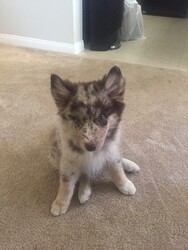 Maltese-Siberian Husky Mix Puppy for sale in SAN DIEGO, CA, USA