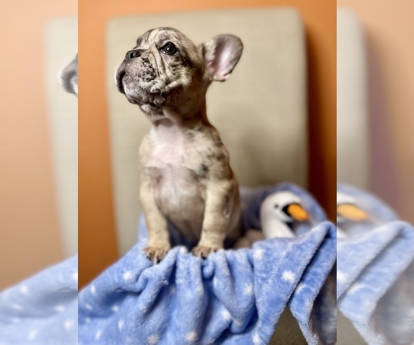 Medium Photo #6 French Bulldog Puppy For Sale in PHILADELPHIA, PA, USA