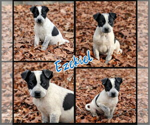 Jackshund Dogs for adoption in Blacksburg, SC, USA