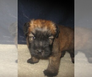 Soft Coated Wheaten Terrier Puppy for sale in HARRISON, SD, USA