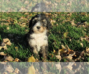 Bernedoodle Puppy for sale in BIG ROCK, IL, USA