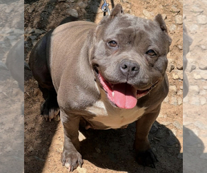 Mother of the American Bully puppies born on 07/18/2023