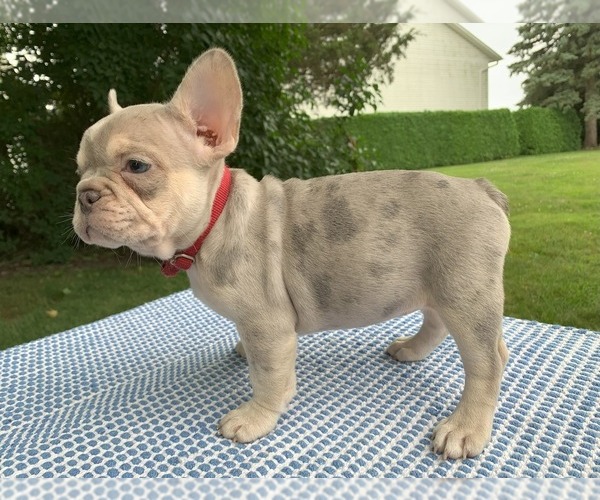 Medium Photo #9 French Bulldog Puppy For Sale in BREMEN, IN, USA