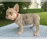 Small Photo #9 French Bulldog Puppy For Sale in BREMEN, IN, USA