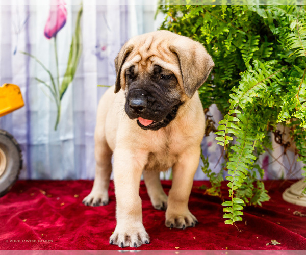 Medium Photo #21 Mastiff Puppy For Sale in WAKARUSA, IN, USA
