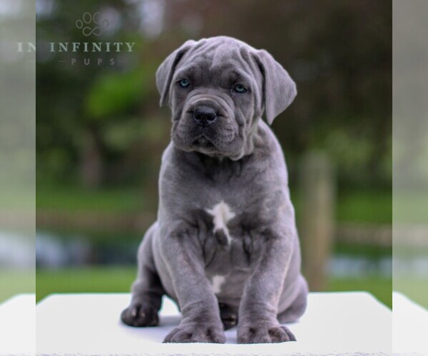 View Ad: Cane Corso Puppy for Sale near Pennsylvania, EAST EARL, USA ...