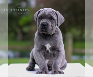 Cane Corso Puppy for sale in EAST EARL, PA, USA