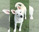 Small #6 Huskies  Mix