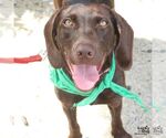 Small Photo #3 Boykin Spaniel-Labrador Retriever Mix Puppy For Sale in Washington, DC, USA