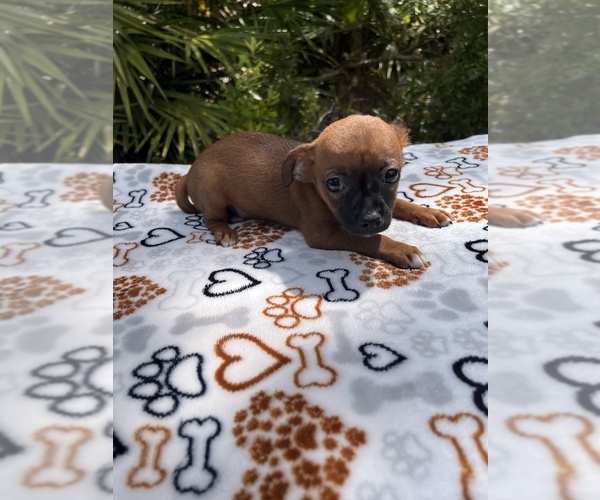 Medium Photo #2 Chipin Puppy For Sale in SAINT AUGUSTINE, FL, USA