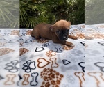 Small Photo #2 Chipin Puppy For Sale in SAINT AUGUSTINE, FL, USA