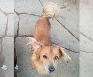 Arlo- see Buddy for pure red male doxie - Male Dachshund-Unknown Mix Dog for Adoption - Photo #7