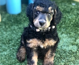 Poodle (Standard) Puppy for sale in LOS GATOS, CA, USA