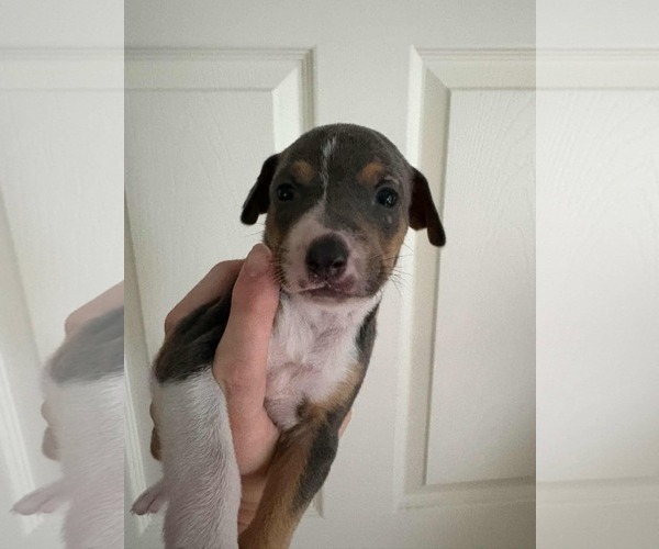 Medium Photo #3 Cheagle Puppy For Sale in Princeton, MN, USA