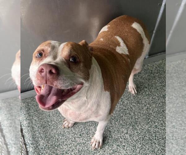 Medium Photo #1 Mutt Puppy For Sale in Salisbury, NC, USA