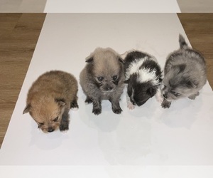 Pomeranian Litter for sale in NEW YORK, NY, USA