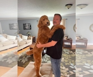 Father of the Poodle (Standard) puppies born on 08/28/2025