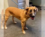Small Australian Shepherd-Staffordshire Bull Terrier Mix