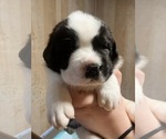 Small #1 Cane Corso-Saint Bernard Mix