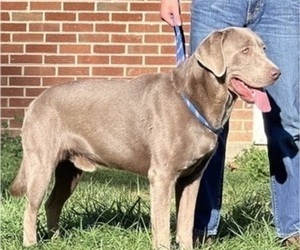 Father of the Labrador Retriever puppies born on 05/22/2025