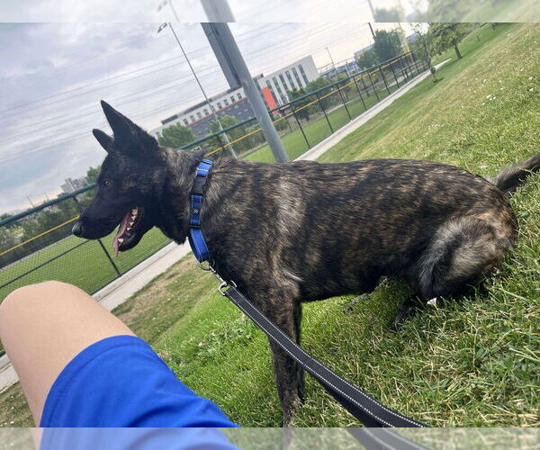 Medium Photo #4 - Mix Puppy For Sale in Imlay City, MI, USA