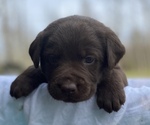 Small Photo #14 Labrador Retriever Puppy For Sale in AMBOY, WA, USA