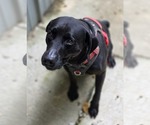 Small #1 Labrador Retriever Mix