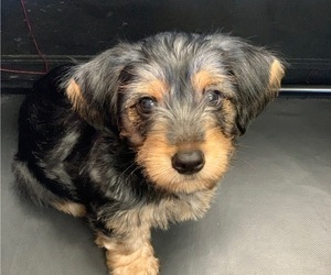 Morkie Puppy for sale in ROSEVILLE, CA, USA