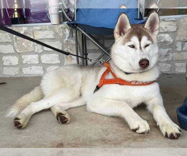 Medium Photo #2 Siberian Husky Puppy For Sale in Carrollton, TX, USA