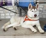 Small #1 Siberian Husky