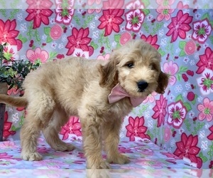 Goldendoodle (Miniature) Puppy for sale in LANCASTER, PA, USA