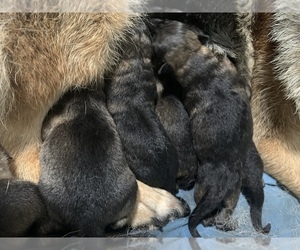 German Shepherd Dog Puppy for sale in HARVEY, MI, USA