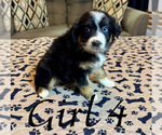 Puppy Girl 4 Australian Shepherd