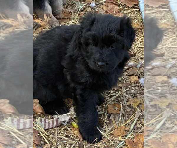 Medium Photo #3 German Shepherd Dog Puppy For Sale in NEWVILLE, PA, USA