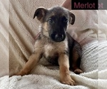 Small Photo #12 German Shepherd Dog Puppy For Sale in PITTSBORO, IN, USA