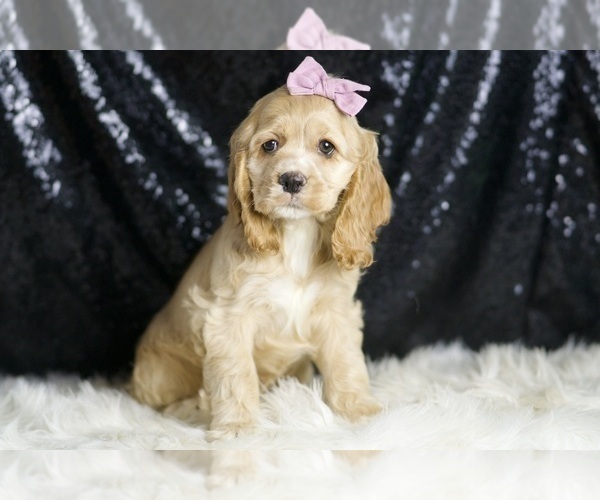 Medium Photo #41 Cocker Spaniel Puppy For Sale in WARSAW, IN, USA