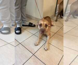 Mutt Dogs for adoption in Virginia Beach, VA, USA