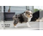 Small #15 Aussie-Corgi